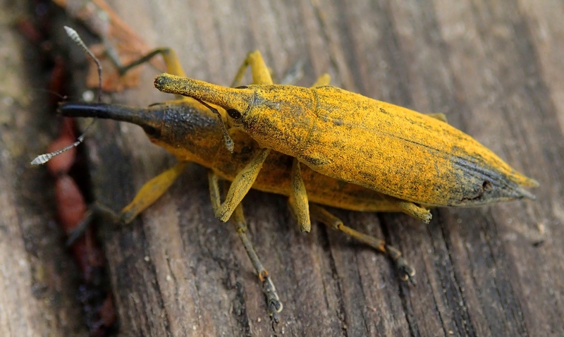 Lixus (Eulixus) iridis
